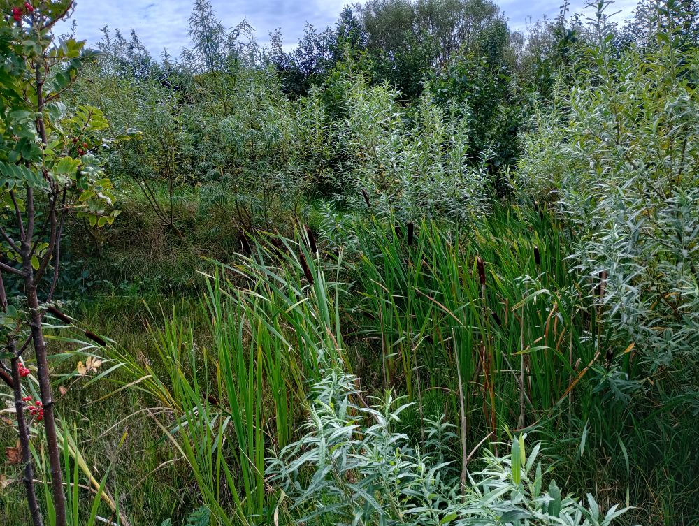 Arcadia Park in August