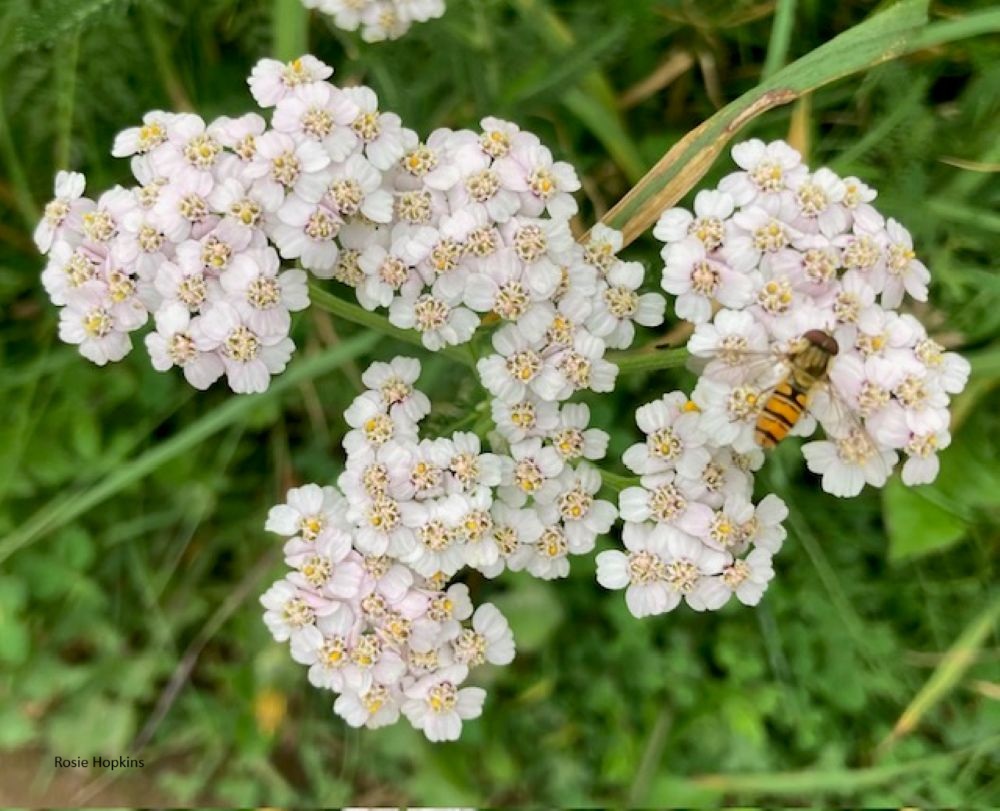 Nature’s Late Summer Flourishes
