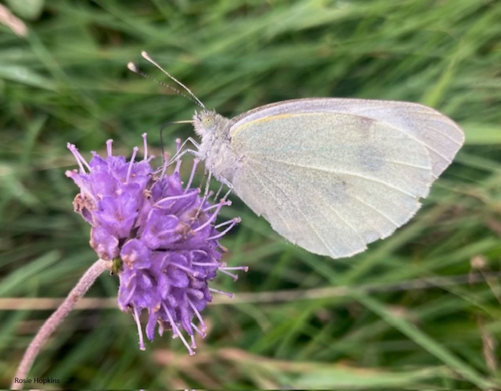 Calls to End the Unlicensed use of Butterfly-Killing Synthetic Pesticides