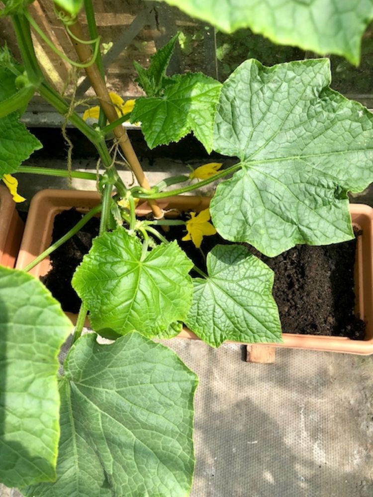 Too many cucumbers? A recipe for Tzatziki.