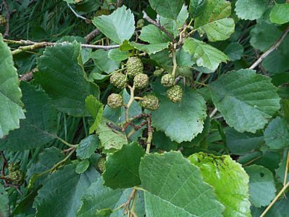 Something About Alder