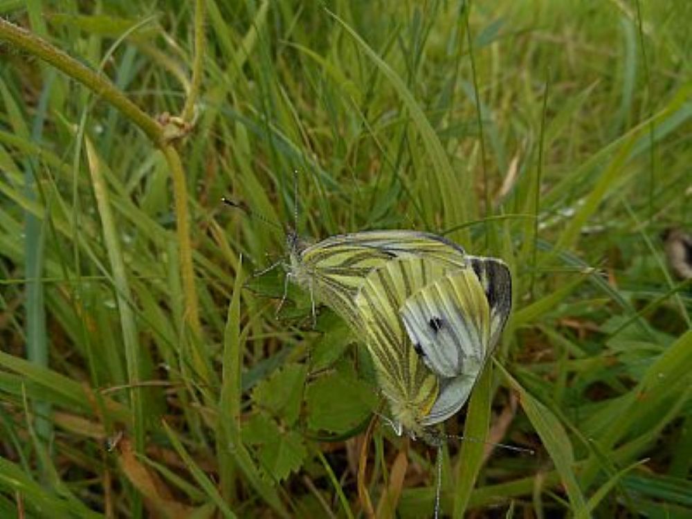 Butterflies By The Rendall Doocot