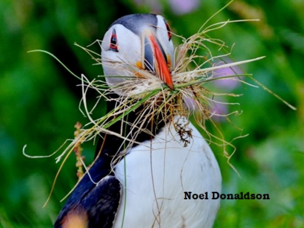 Ode to the Puffin : Tammie Norrie
