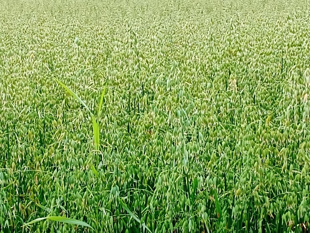 Orkney’s Experimental Farmers