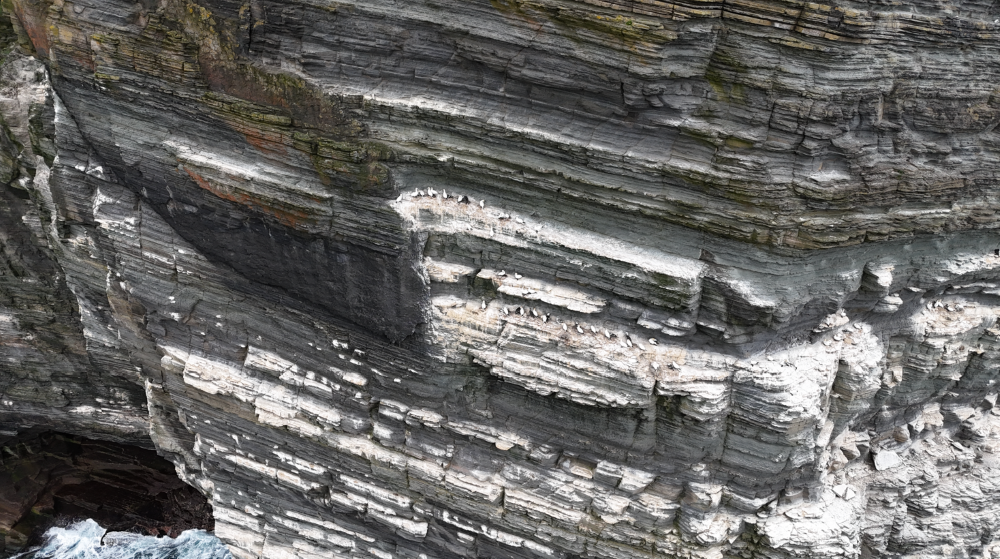 the massive cliffs at Marwick Head and seabirds perched on the narrow shelves