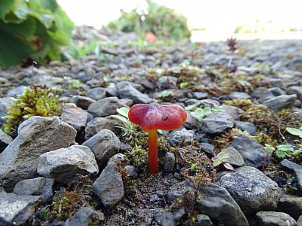 a gravel path with a wax cap pushing out of the ground