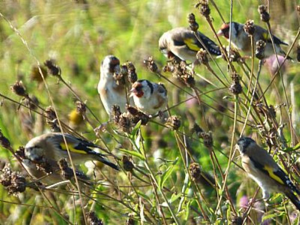 Orkney Garden Bird Life