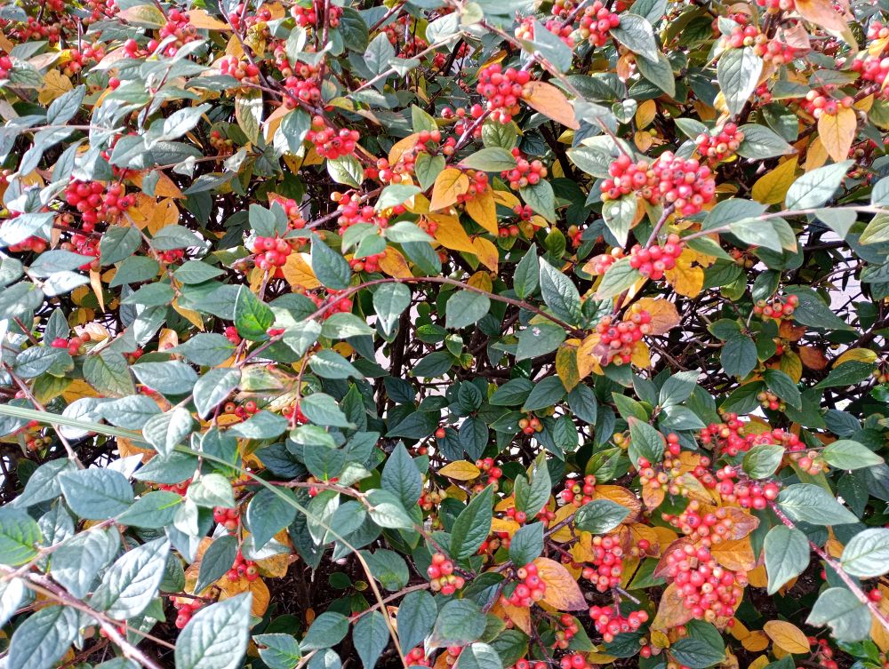 Weather Forecast 14 October : Cloudy and mainly dry today.