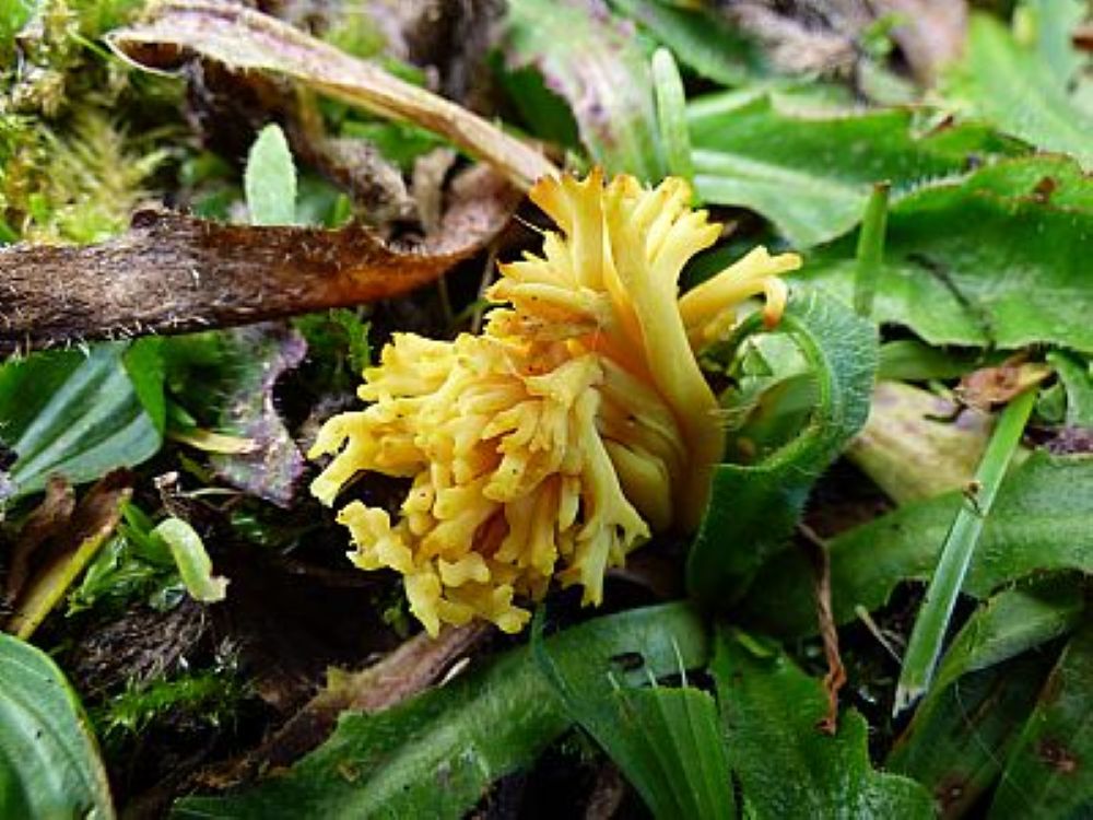 yellow frill like fungi