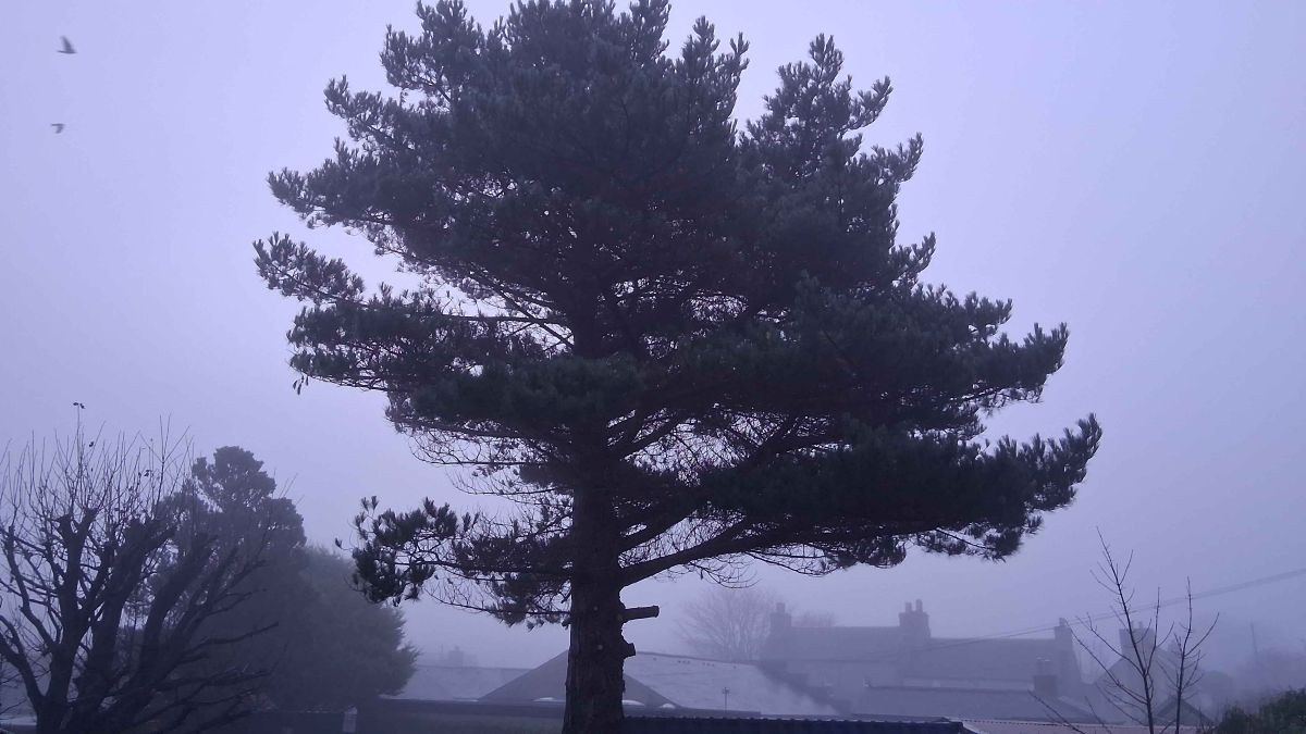 a large fir tree stands alone in the mist