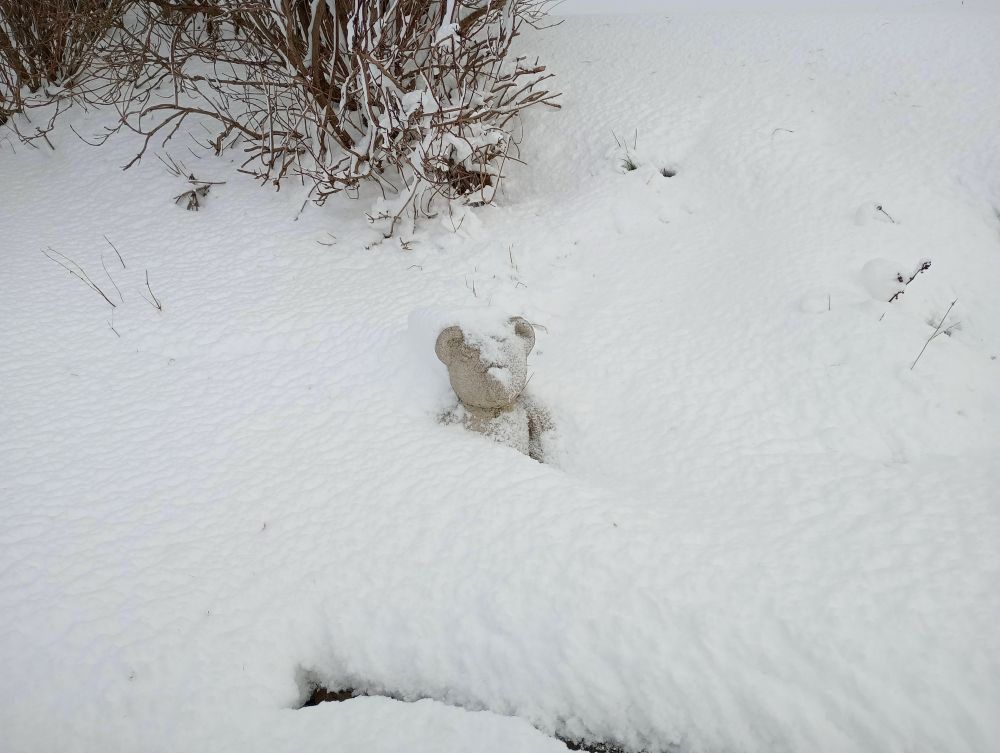 the head and tiny ears of a teddy statue peeking out of the deep snow