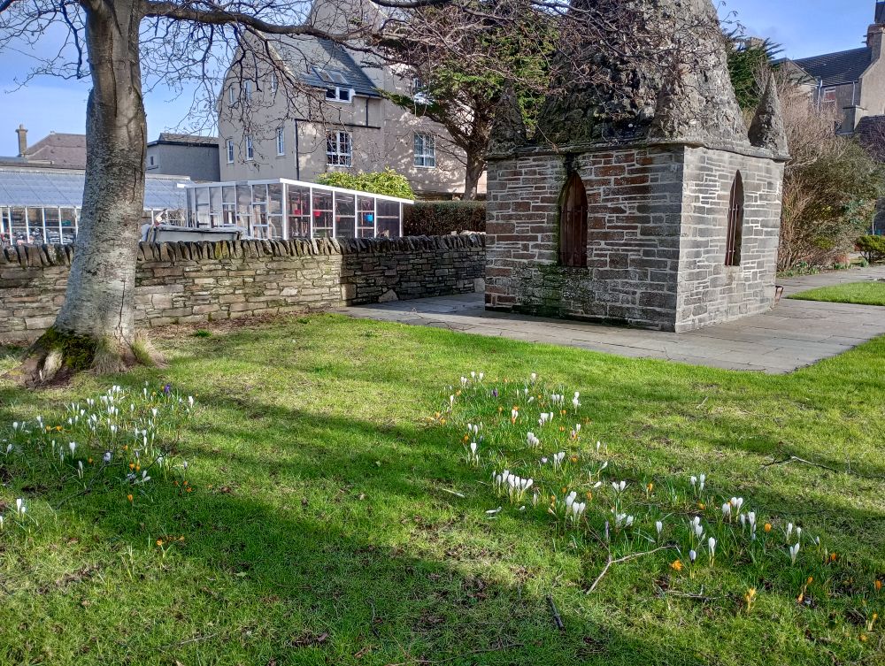 flowering crocus under the trees in Tankerness House Gardens