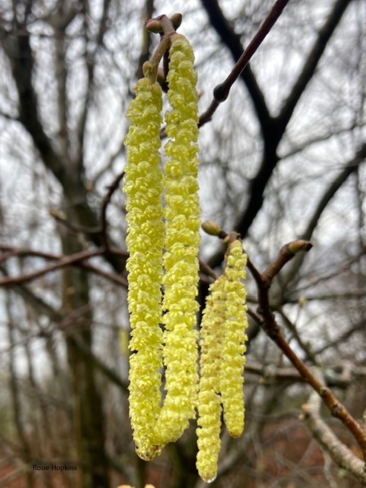 Light Shining Through