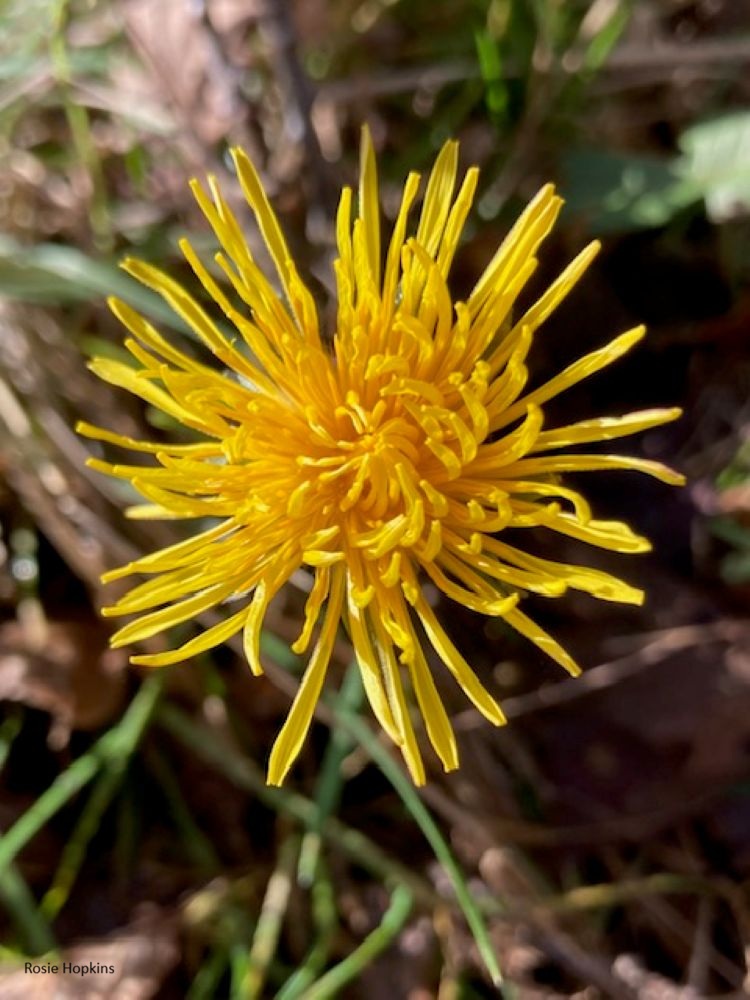 First Dandelion of the Year