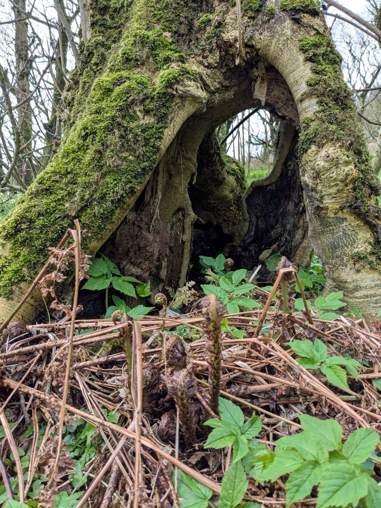 A walk through Binscarth Woods on a fine April day
