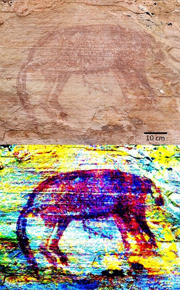 “They used to tell stories about going hunting with thylacines.”