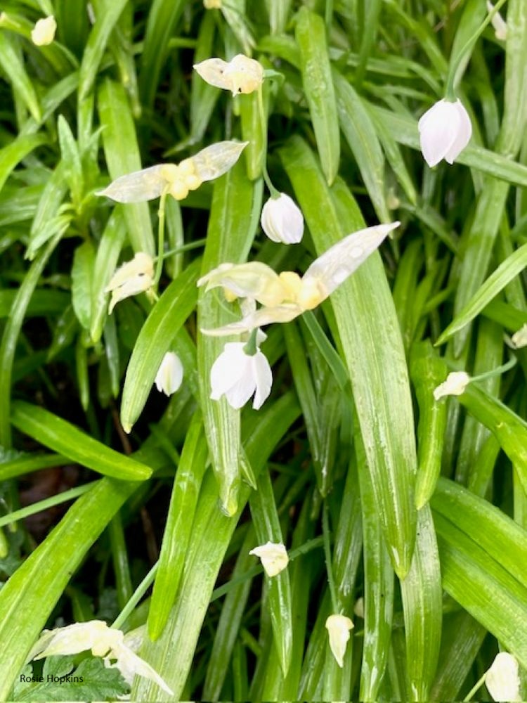 Buds and Blossoms