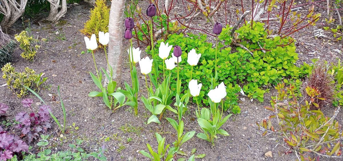 Weather Forecast 5 May : Cold with sunshine and wintry showers. Breezy.