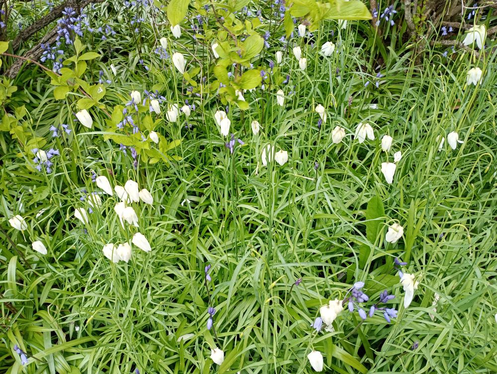 spring flowers in Tankerness House Gardens