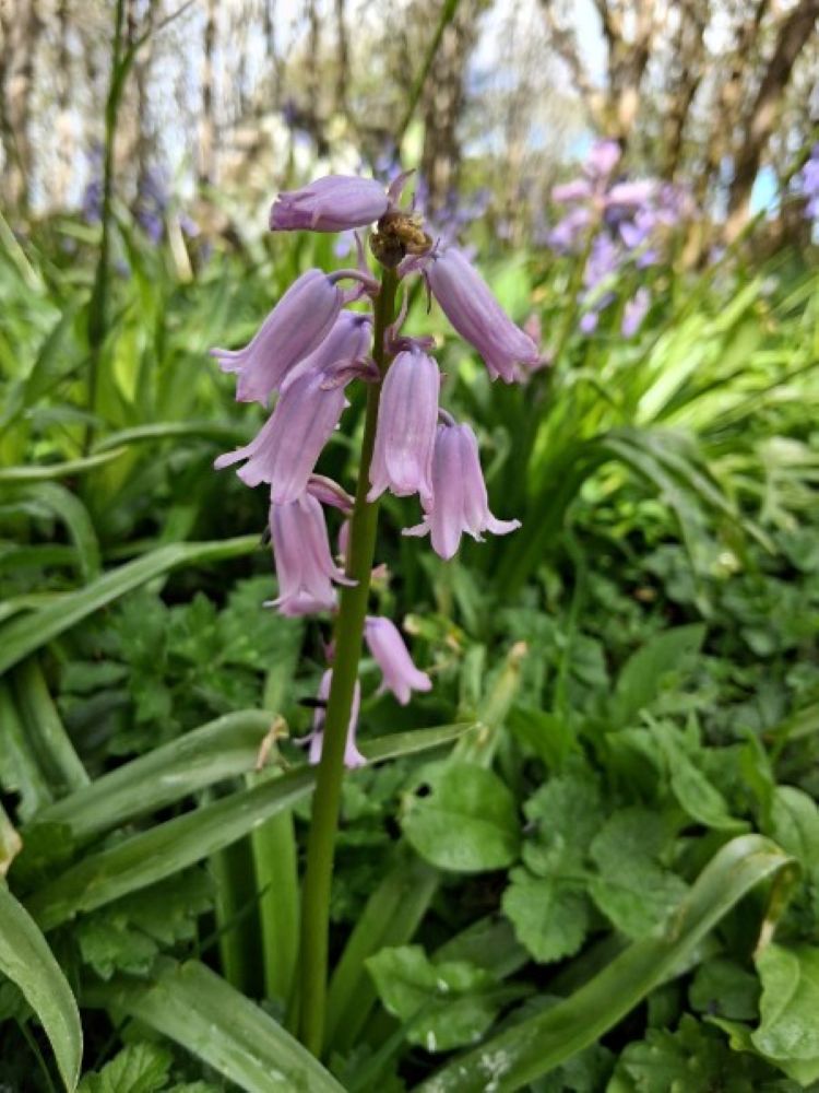 The Bluebells of Happy Valley