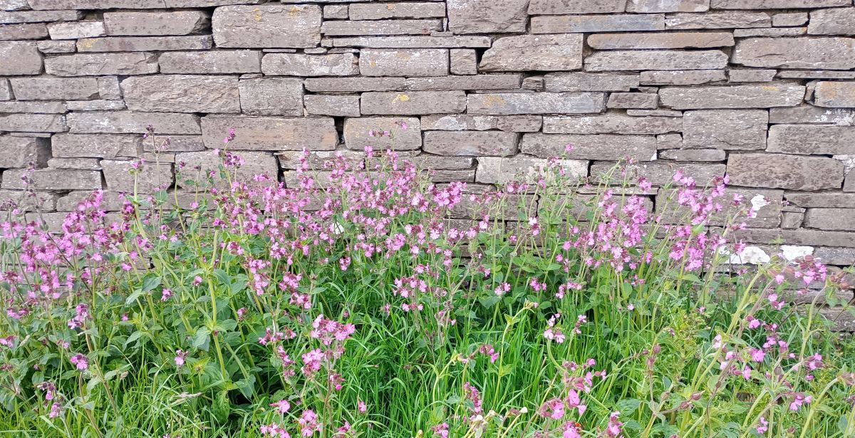 Weather Forecast 11 June: Largely dry Thursday with bright or sunny spells.