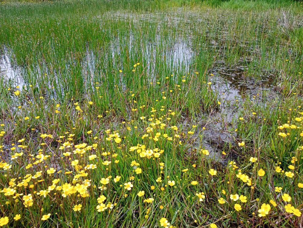Weather Forecast 17 June : Cloudy with rain then sunny spells and isolated afternoon showers.