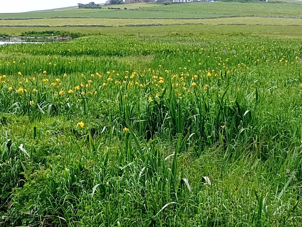 Weather Forecast 18 June : Bright spells and showers becoming cloudy with rain later.
