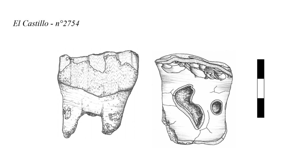 Neanderthal Technology : Rhinoceros Teeth as Tools