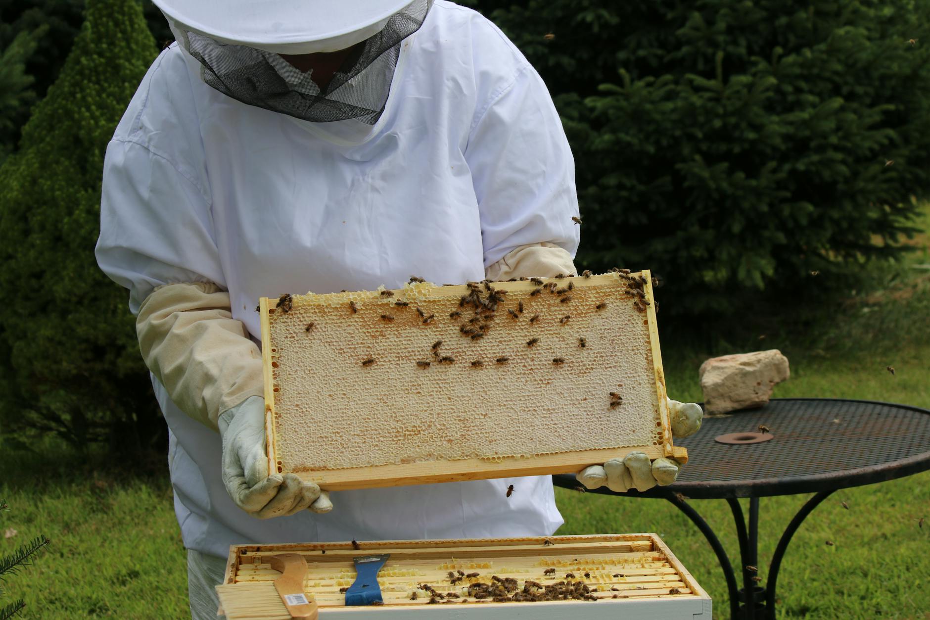 Scottish beekeepers encouraged to register on BeeBase