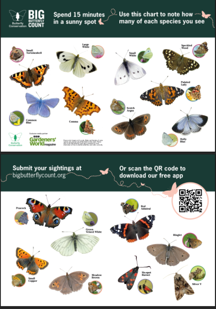 Take Part in the Big Butterfly Count