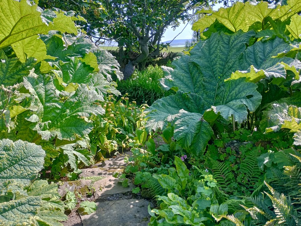 KIerfiold Garden large luscious plants with a small stepping stone like path leading through them