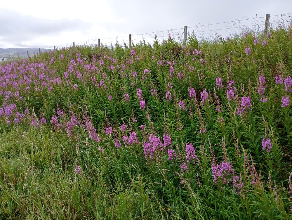 Weather Forecast 24 July : Mainly cloudy with light showers by day, rain later. Breezy.