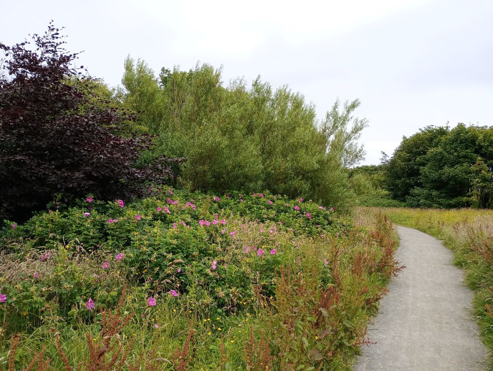 Weather Forecast 23 July : Mainly dry today with just a few light showers. Breezy.