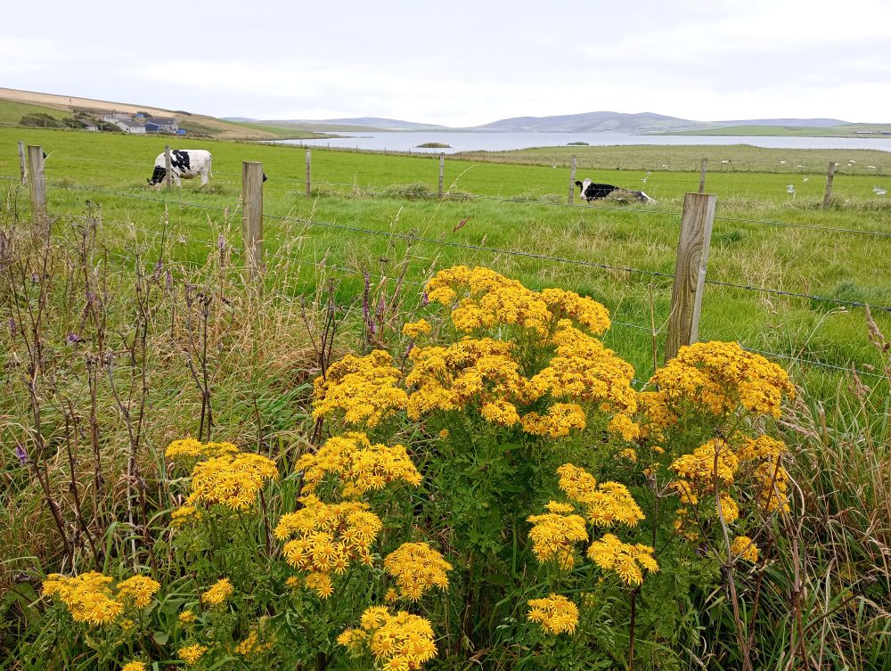 Weather Forecast 23 August : Mainly dry although rather cloudy today.