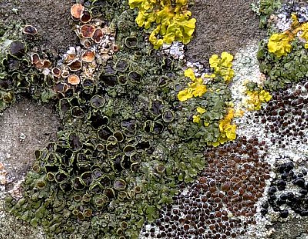 Lichen On The Stones