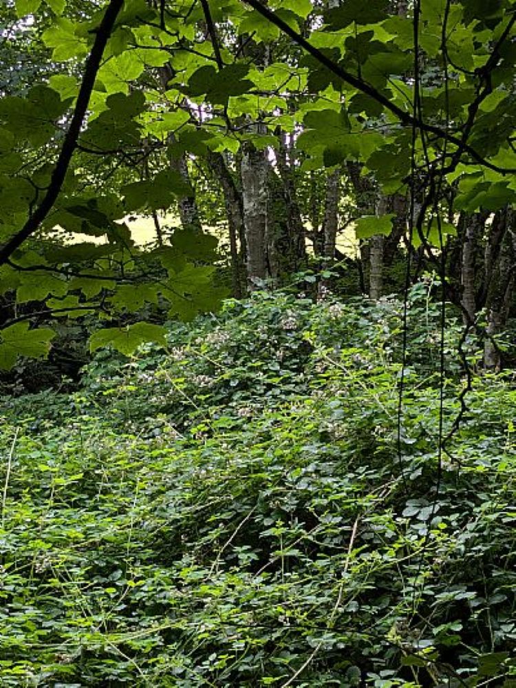A Walk Through Binscarth Woods