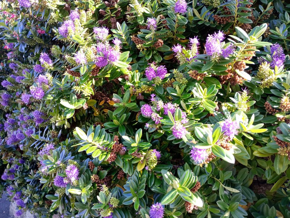 Weather Forecast 27 September : Windy with rain today.