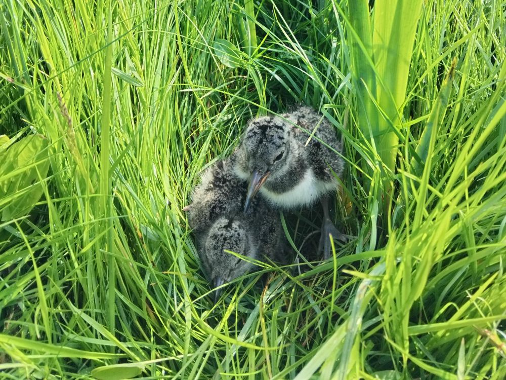 Getting the Timing Right : Conservation Measures on Farmland