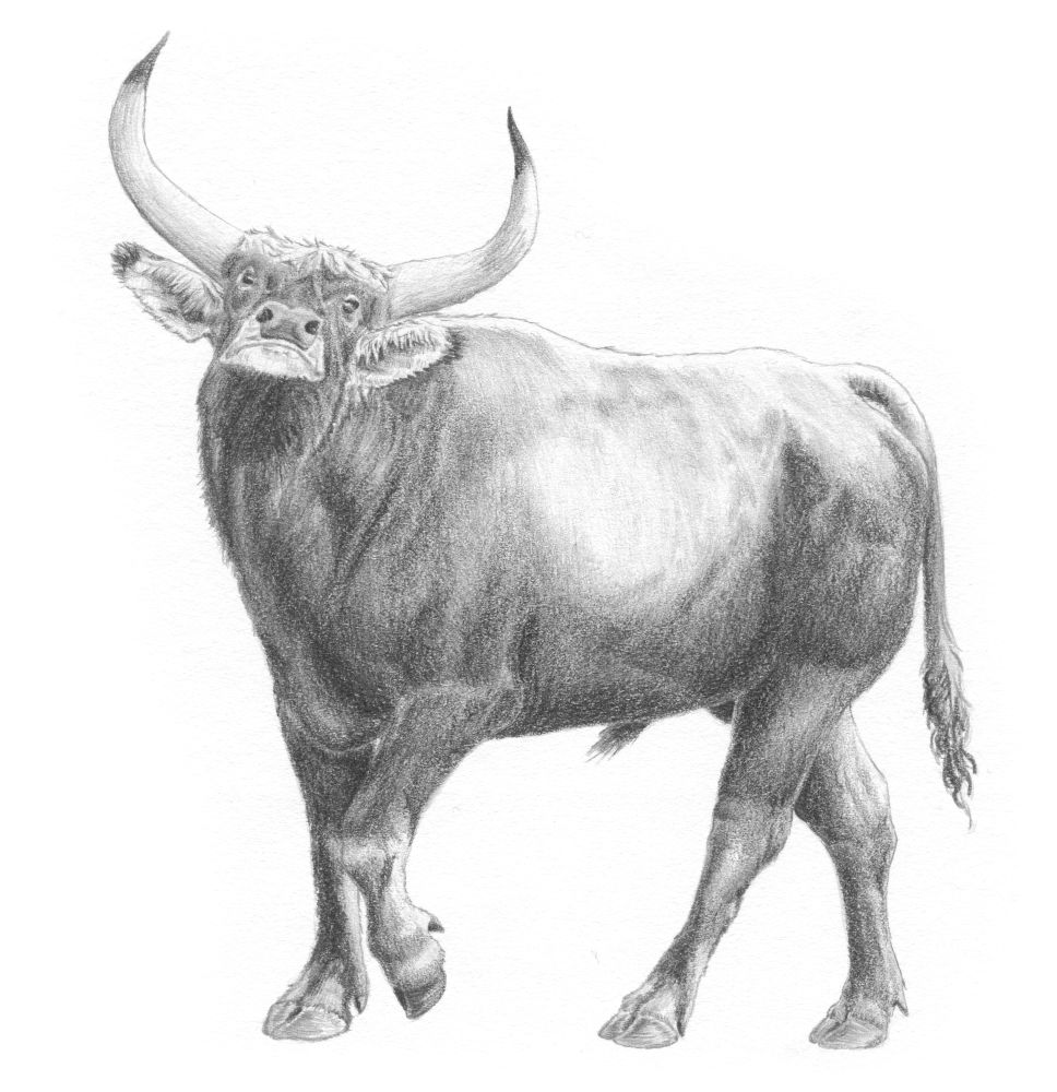 Aurochs : Multiple Factors Led to Extinction