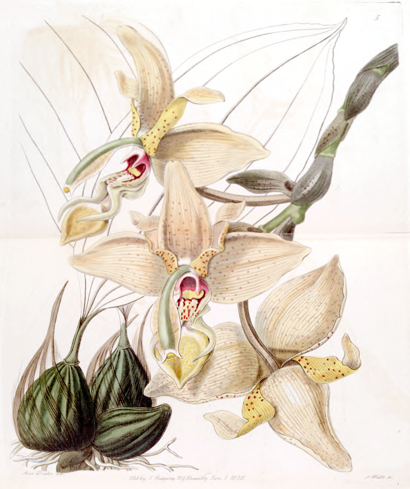 The Power of Flowers: Part 2, ‘Ladies Botany’