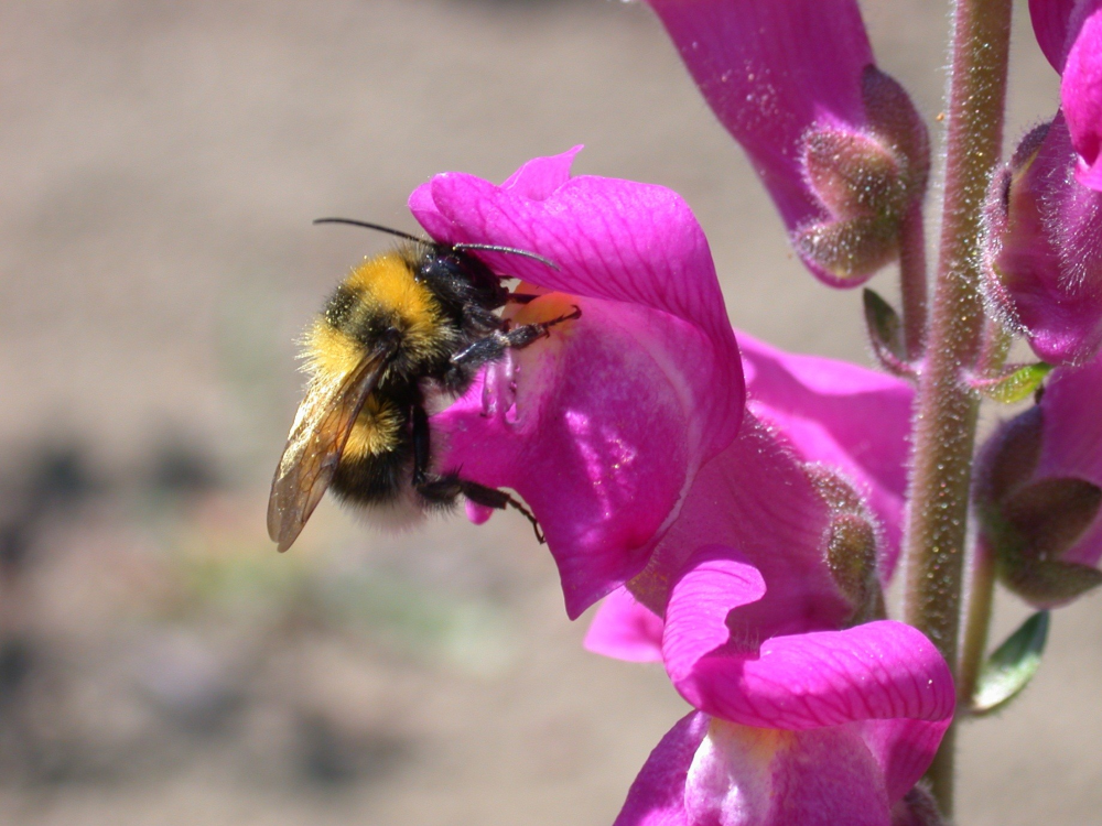The Power of Flowers: Part 3, Attraction